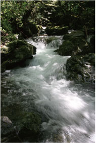 棚田の水源を遡って山に入ると見ることができる「轟の滝」。木と雨量の豊富な高知の山地ならではのきれいな水。